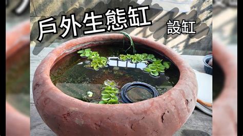 室外養魚|戶外生態缸 新設缸觀念與重點 避免常見錯誤